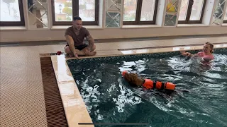 Как научить собаку плавать? Тренировка по плаванию Сэма 🤿 Очень ценные советы от Олега!)