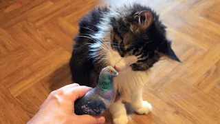Голубь с валерианой и кошачьей мятой - игрушка для кота