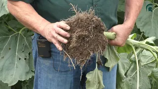 Cover Crops:  Sunflower & Compaction