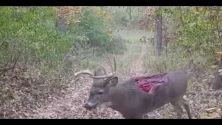 CRAZY TRAIL CAMERA DEER MISSING BACK