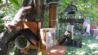 Bird and squirrel feeding station DIY