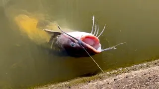 ドブのナマズを釣って調理