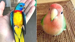 Baby Animals 🔴 Funny Parrots and Cute Birds Compilation (2020) Loros Adorables Recopilación #37