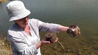 Лотос Комарова, прошлогодний сеянец, переезжает в открытый водоем