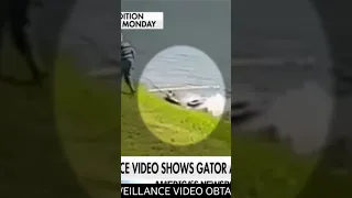 Florida woman attacked by alligator while walking her doc.