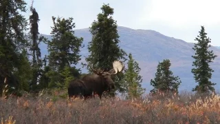 Two Monster Alaskan Moose in 24 hours.Hunters take big Alaska moose in