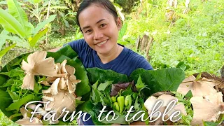 Harvest Mushroom and Vegetables from the farm for my recipe | Living in countryside Philippines