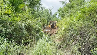 Awesome Operator Bulldozer CAT D6R XL Freeing Plantation Roads From Wild Grass