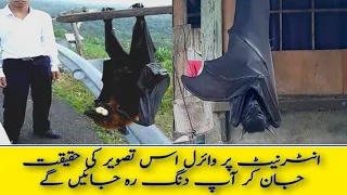 Golden Crown Flying Fox ki Haqeeqat | tahi tv