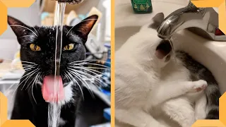 Кошки играют в сборнике воды Видео | Забавный кот | Cat Vine...