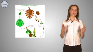 Биология 6 Отдел Голосеменные