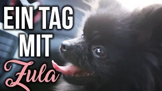 Ein Tag mit ZULA ( Pomeranian ) 😍 | Dagi Bee