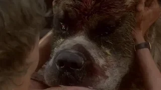 Cujo (1983) - Donna Mata Cujo