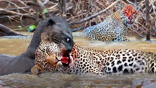 Jaguar vs Giant Otter Confrontation Ends with a Fatal Head Bite| Survival Battle