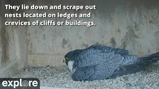 Never Stop Learning - 5 Fascinating Facts about Falcons