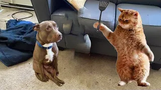 Be careful, don't laugh 🐕😺 Funny videos with dogs, cats and kittens😸