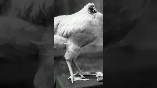 The Headless Chicken Lived 18 Months Without Head | Miracle Mike | Uncharted Truths | #shorts