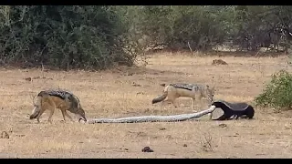 Python vs. jackals vs. honey badger- Who wins- (Video) Any Articles News