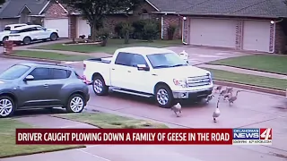 White pickup plows through a family of geese in Oklahoma City neighborhood, killing one