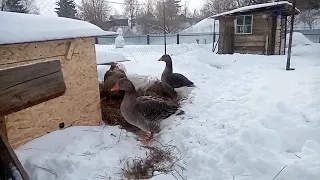 Кормление и диета гусей.Готовимся к яйцекладке.