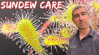 DROSERA SUNDEWS: The best CARE TIPS to keep them thriving!
