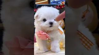 Pomeranian dog Market ||Teacup Pomeranian dog price || Teacup dog || Toypom Teddy Dog #viral #shorts