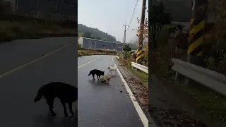 개 두마리에게  고라니가 공격당하고 있어 구해줌.풀영상.