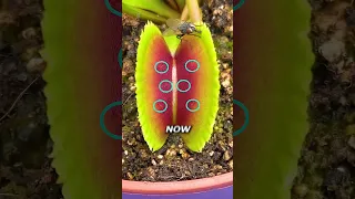 Worlds Fastest Fly vs Venus Flytrap