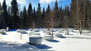 Карника, Карпатка и среднерусская. Содержание разных пород пчел на пасеке. 1 часть🐝🐝🐝🐝🐝🌲🌳