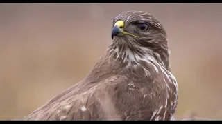 Common buzzard (Buteo buteo) bird of prey - close up (Wildlife)