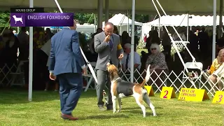 English Foxhounds | Breed Judging 2022