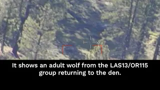 Advances in wolf monitoring with high tech help from OSP Fish and Wildlife Troopers