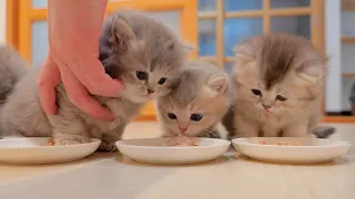 A cute kitten who can't help but notice that the food next to him looks delicious.