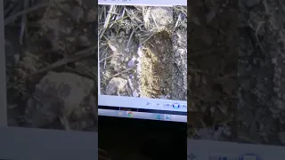 Baby and Mother Bigfoot Documented on Camera!