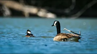 photographing Canada geese and hooded merganser