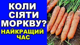 Найсприятливіший час щоб сіяти моркву на грядки!