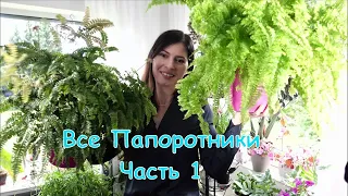 Обзор всех моих домашних папоротников и как я их нашла😉 Часть 1