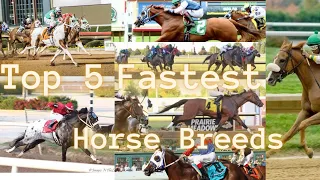 Top 5 Fastest Horse Breeds And How Fast They Actually Are (1k special)
