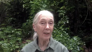 Dr Jane Goodall's 2018 Year End Message