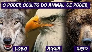 Animal de Poder - Significado do Lobo, Águia e Urso