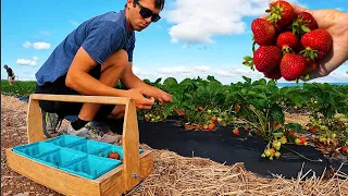 My First Strawberry Harvest