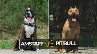 American Staffordshire Terrier vs American Pitbull Terrier: What’s The Difference?