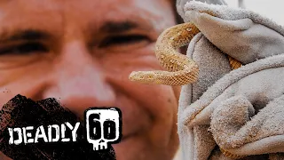 Tracking The Sneaky Sidewinder Snake | Deadly 60 | BBC Earth Kids