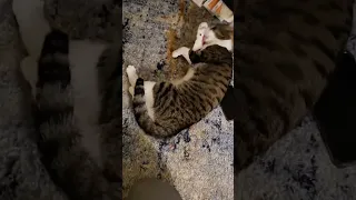 cute cats moments