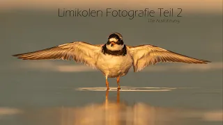 Limikolen Fotografie Teil 2