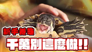 養龜禁忌，應該注意的6件事🐢Turtle Care : Avoid These MISTAKES