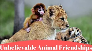 Unbelievable Unlikely Animal Friendships Compilation 2019