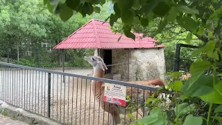 ЭКСПЕРИМЕНТ с ламами удался!