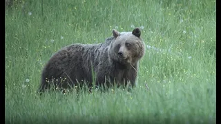 Stretnutie s medveďom