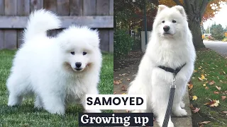 Samoyed Puppy growing up TimeLapse - Life of a Samoyed Dog Breed